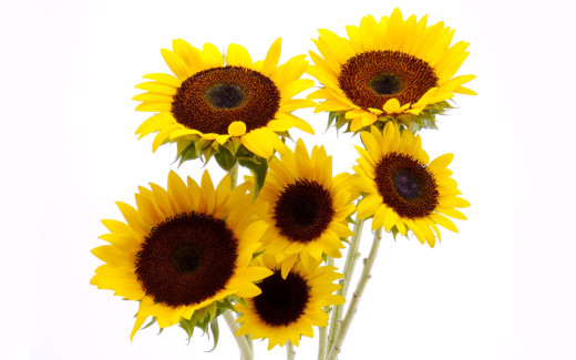 464945 (a): :2560x1600